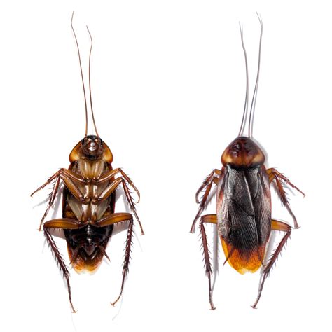 9 Most Common Types of Cockroaches in U.S. [Photos] (2025) | Today's ...