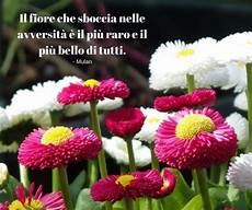 frasi con fiori 12 best frasi sui fiori images on frasi con fiori 12 best frasi sui fiori images on