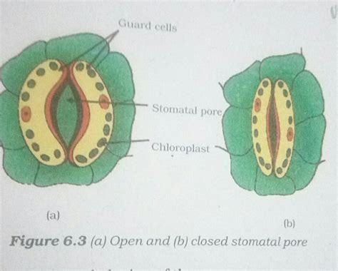 Draw the diagram of stomata and write the names of cell surrounding ...