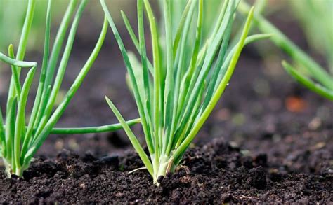 KRV Natural & Organic Bone Meal Powder Fertilizer Buy 5kg Get 1kg Free ...