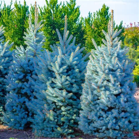 Blue Evergreen Trees Cedrus Deodara | Evergreen Trees Direct