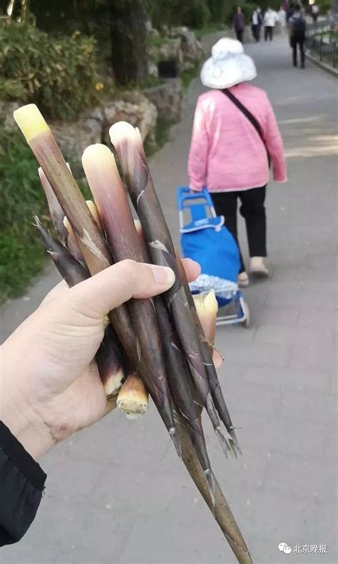 夺笋啊！一女游客在紫竹院公园私挖竹笋二十多支，罚！_京报网