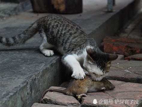你知道为什么猫这么喜欢抓老鼠吃吗？猫：我也没办法了啊__财经头条