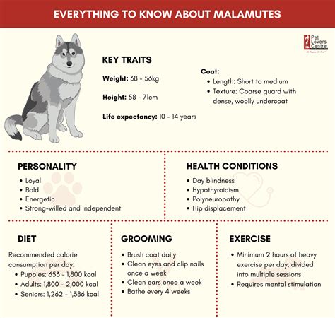 Everything to Know About Owning a Malamute in Singapore