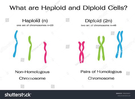 Differences Between Diploid Haploid Chromosomes 库存矢量图（免版税）1908290401 ...