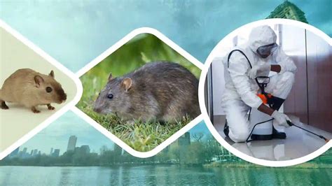 Rodent Control Services - Maa Kamakhya Pest-Control Company