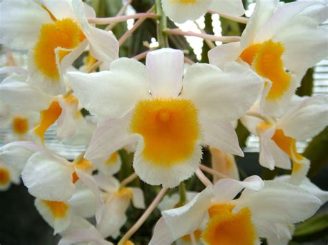 Kolkata Orchid Online Den. FARMARI ORCHID Exotic House Plant ( Mounted ...