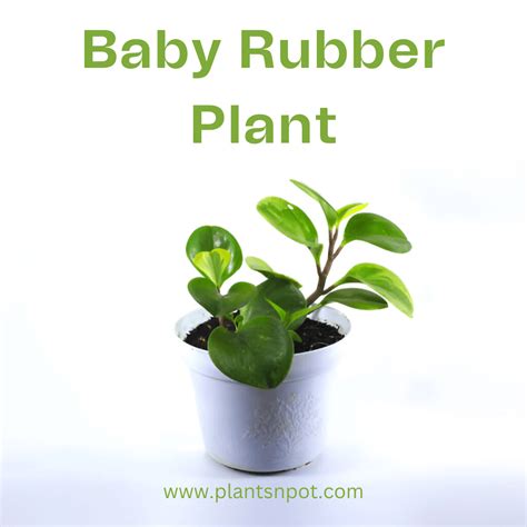 Baby Rubber Plant (Peperomia Obtusifolia) – Indoor Potted Plant