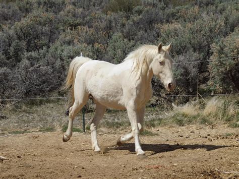 American Cream Draft Horse - Horse Breeds