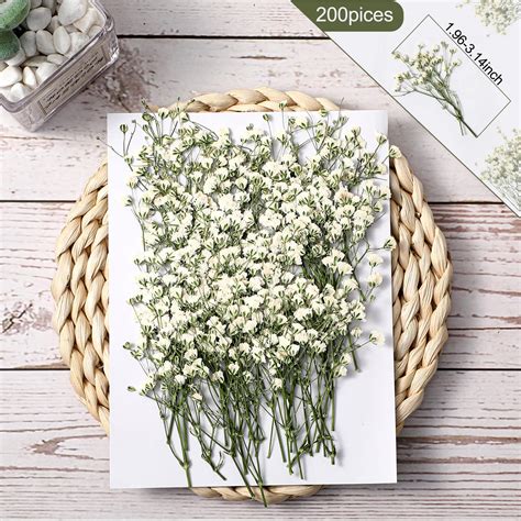 Snapklik.com : 200 Pcs Mini Dried Babys Breath Pressed White Flowers ...