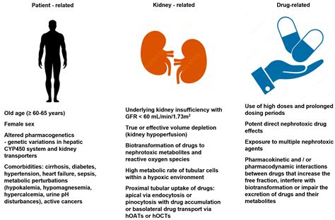 A Synopsis of Current Theories on Drug-Induced Nephrotoxicity