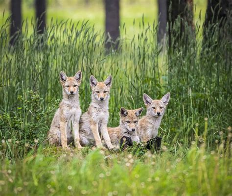 Coyote Lifespan: How Long Do They Live? - A-Z Animals