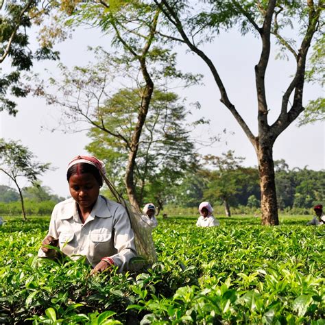 Discover the Rich Taste of Assam Tea — Rosie Loves Tea
