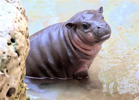 Pygmy Hippo Family Meet & Greet | Tanganyika Wildlife Park