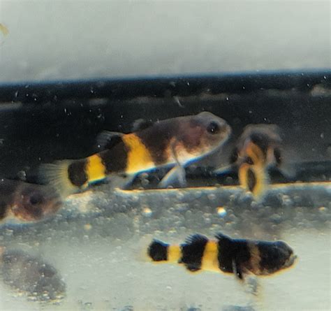 Bumble Bee Goby - Brachygobius doriae - Buy Live Fish online | Online ...