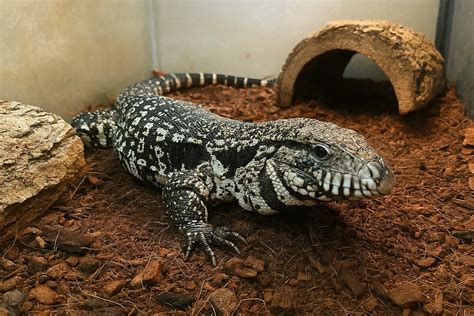 Argentine Black and White Tegu Care Guide - Vet Verified