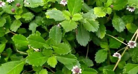 Poduthalai/Frog Fruit/Phyla Nodiflora Podutalei/Nelahippali Jalbuti ...