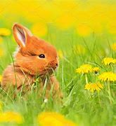 Image result for Spring+Baby+Bunnies