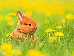 Image result for Bunny Painting Flowers