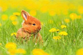 Image result for Bunnies Flowers Eden NC