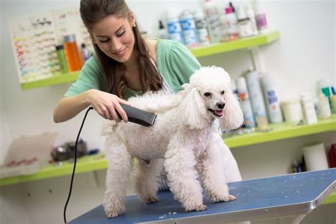 Professional Dog Grooming: Your Dog Grooming Questions Answered