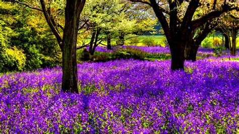 Trees Flowers wallpaper | Purple trees, Tree wallpaper, Tree
