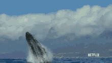 Image result for Exploding Whale Meme