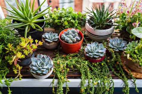 7 Amazing Balcony Plants & How You Can Arrange Them For Positivity At Home