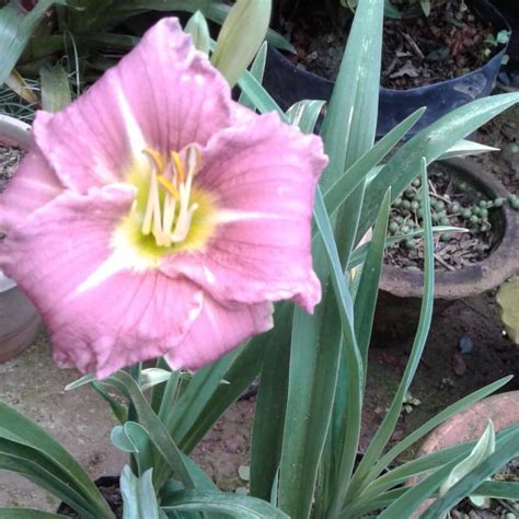Hemerocallis Court Magician Bulbs | Lavender Daylily Flowers