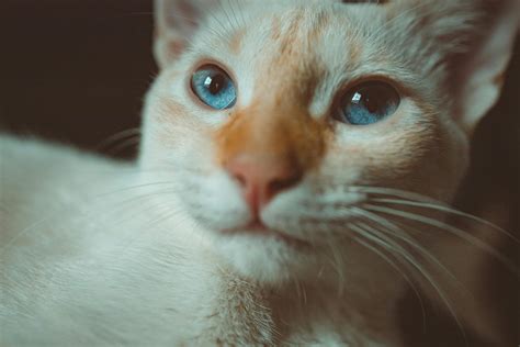 Can Cats Eat Raspberries ? - 2025