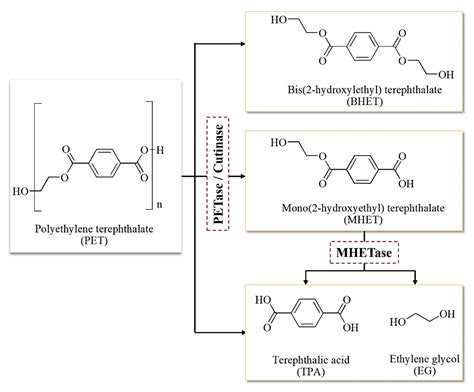 An Overview into Polyethylene Terephthalate (PET) Hydrolases and ...