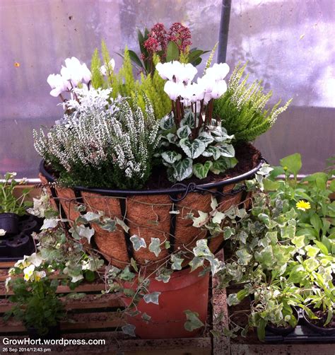 Fantastic Autumn Winter Flowers For Hanging Baskets Plants On Walls Indoors