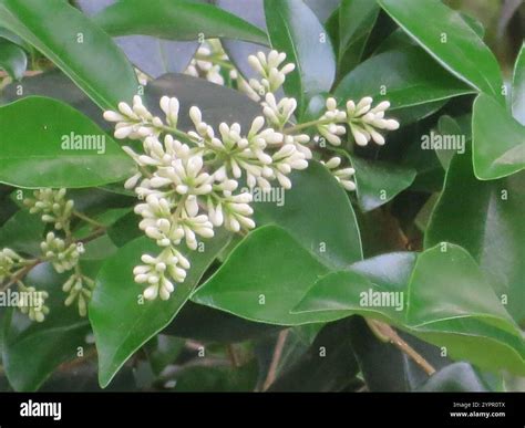 Ligustrum japonicum wax leaf hi-res stock photography and images - Alamy