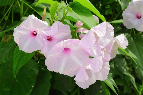 White Morning Glory Poisonous
