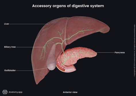 Accessory organs of digestive system | Media Library | Anatomy.app | Learn anatomy | 3D models ...