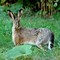 Image result for Spring Bunny