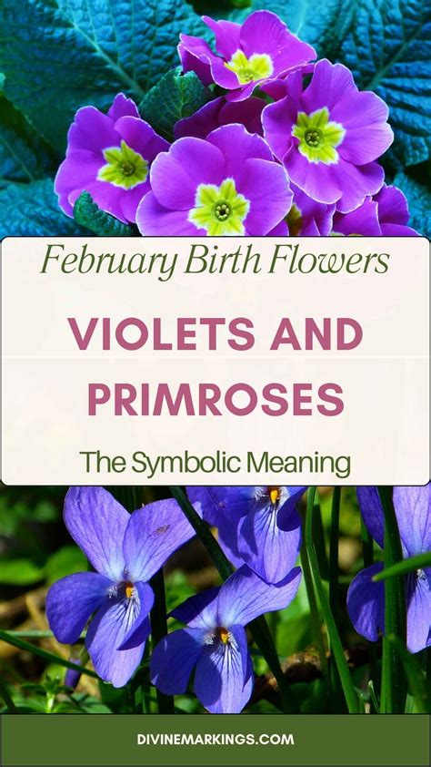February Birth Flowers: Violets and Primroses