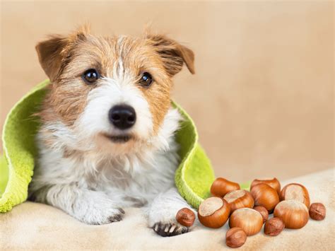 Can Dogs Eat Hazelnuts? Are Hazelnuts Safe For Dogs? - Rested Paws