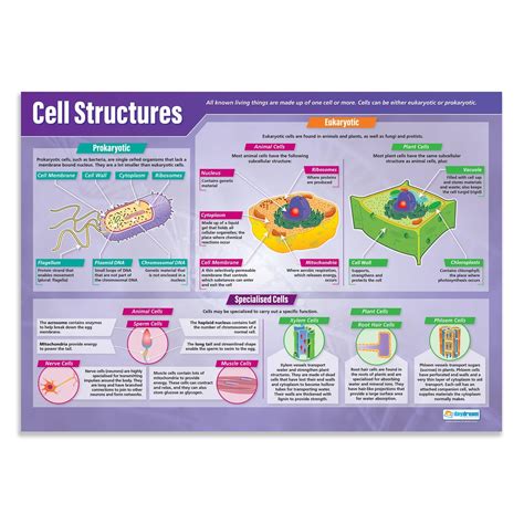 Cell Structure Poster 的图像结果