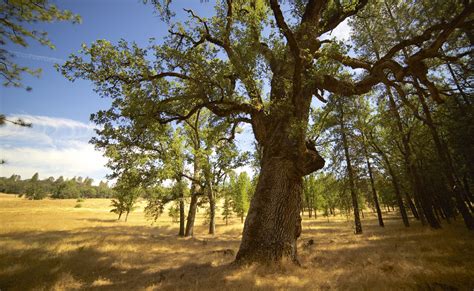 Events - Yosemite at Red Tail Ranch