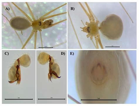 Introduced Spiders in Panama: Species Distributions and New Records