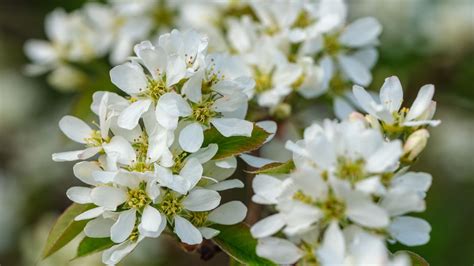 Wallpaper amelanchier, flowers, branch, white, spring hd, picture, image