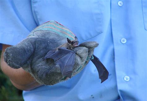 Okanagan Wildlife Control: What To Do If a Bat Bites You?