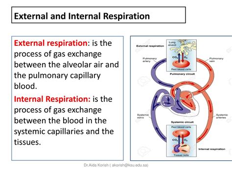 PPT - Respiratory Physiology PowerPoint Presentation, free download ...
