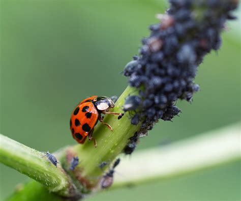 How to combat aphids on tomato plants - 5 expert ways | Homes and Gardens