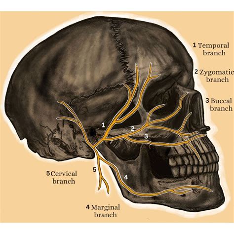 Anatomy Facial Muscle Nerve