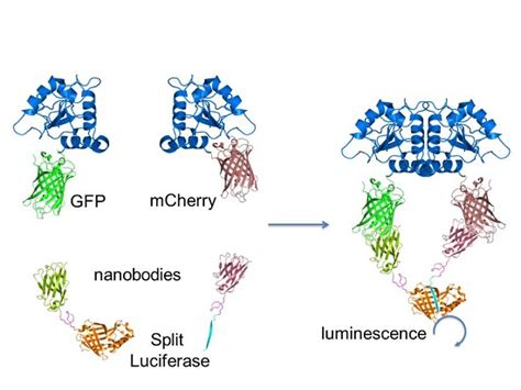 A Split-Luciferase Reporter Recognizing GFP and mCherry Tags to ...