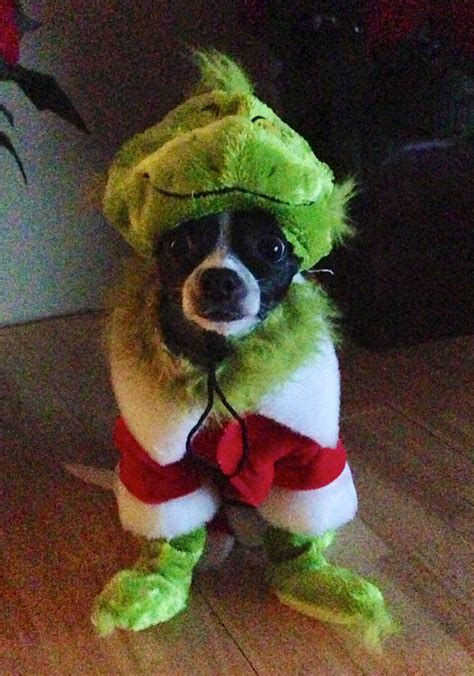 Dog Costume The Grinch at Bruce Lohr blog