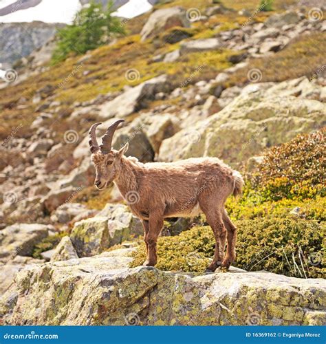 Wild Mountain Goat - Capra Ibex Stock Photo - Image of ridge, animals ...