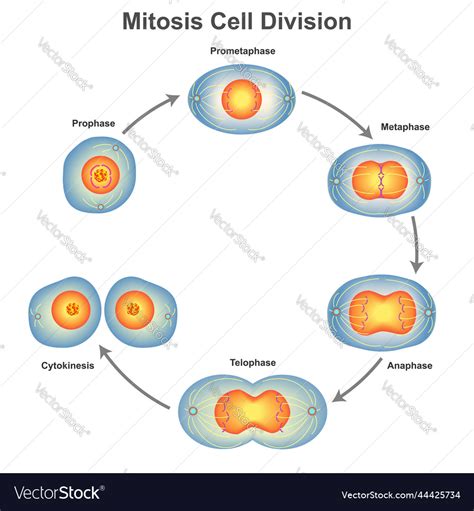 Image result for Cell Division Process
